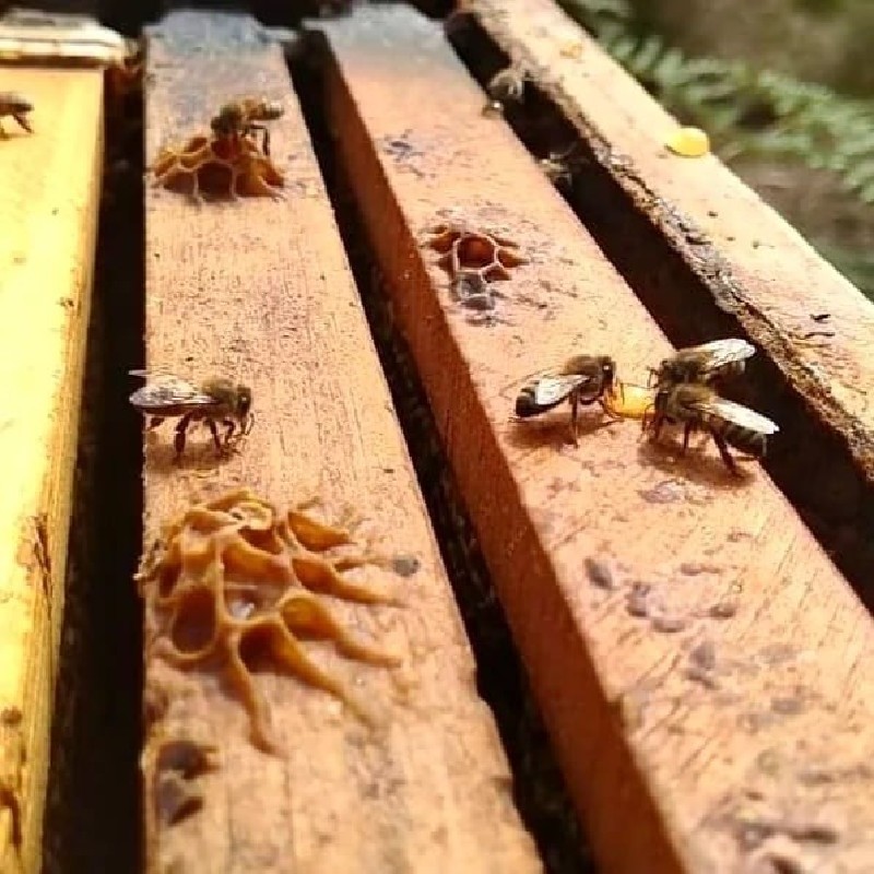 mundo-de-las-abejas-madre-monte-arcabuco-boyaca.jpg