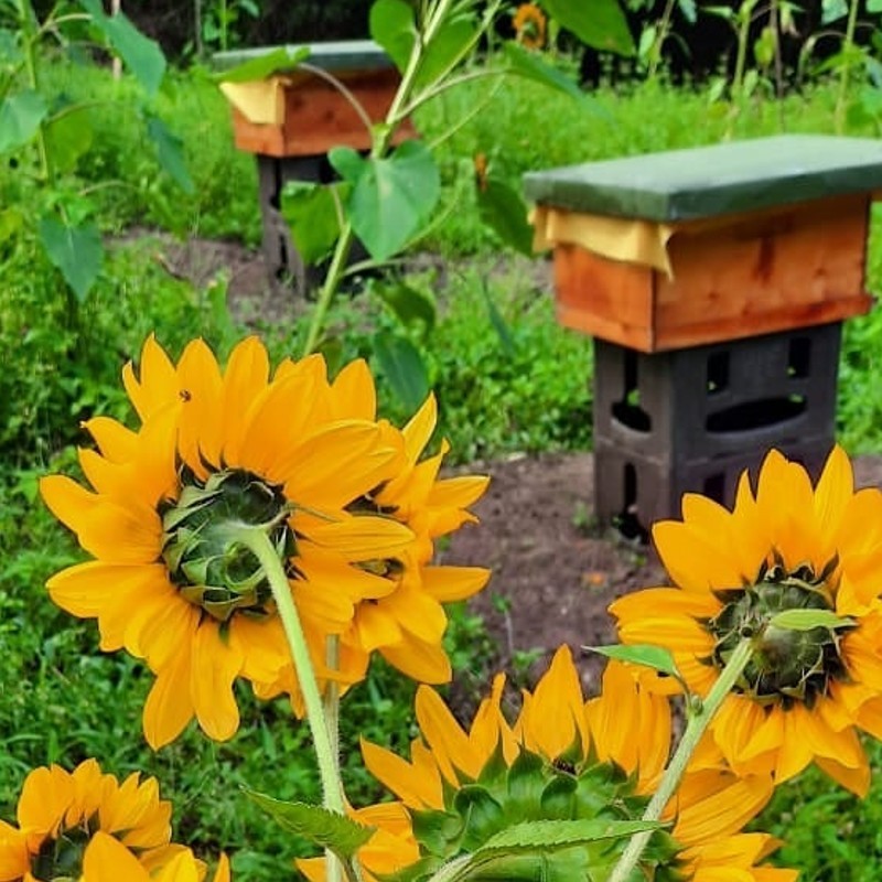 tour-de-las-abejas-miel-del-jardin-pasadia-rural-jardin-antioquia.jpg
